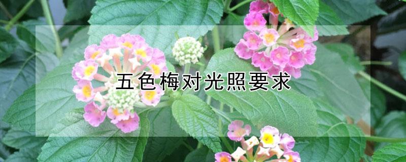 五色梅对光照要求（五色梅对光照要求是多少）
