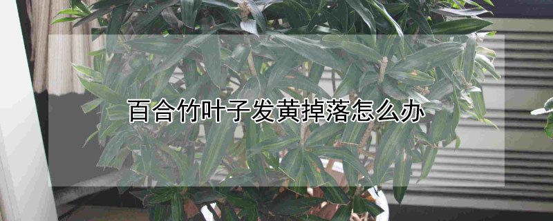 百合竹叶子发黄掉落怎么办（百合竹放客厅大忌）