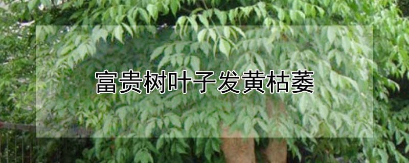 富贵树叶子发黄枯萎 富贵树叶子发黄枯萎还可以救活吗