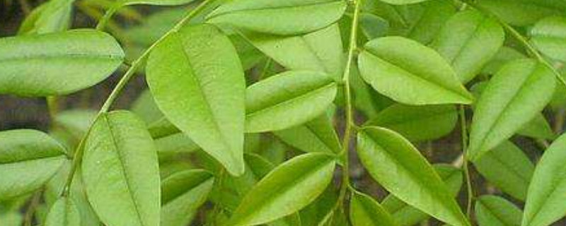 黄花梨种植方法和注意事项（未来10大暴利种植）