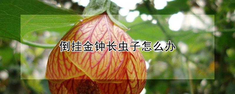 倒挂金钟长虫子怎么办（倒挂金钟长虫了怎么办）