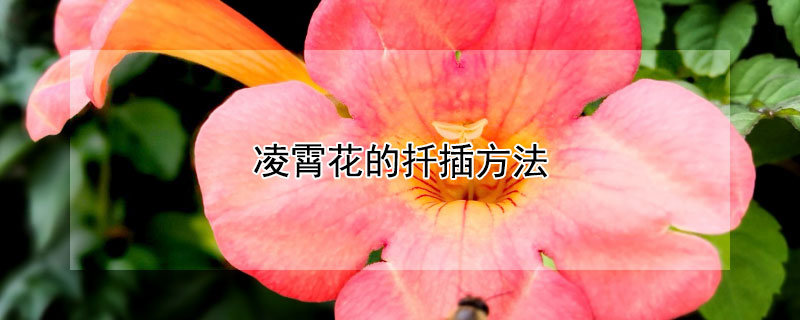 凌霄花的扦插方法（凌霄花的扦插方法视频）