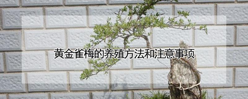 黄金雀梅的养殖方法和注意事项 黄金雀梅的养殖方法和注意事项有哪些