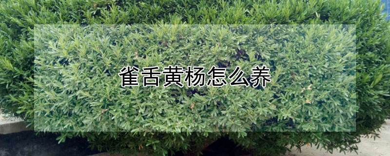雀舌黄杨怎么养（小叶皱皮雀舌黄杨怎么养）