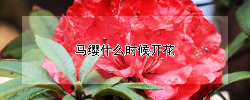 马缨什么时候开花（马缨什么时候开花季节）
