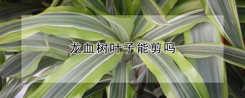 龙血树叶子能剪吗（龙血树叶子能剪吗图片）