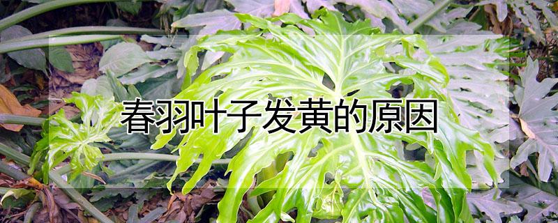 春羽叶子发黄的原因 水养春羽叶子发黄的原因