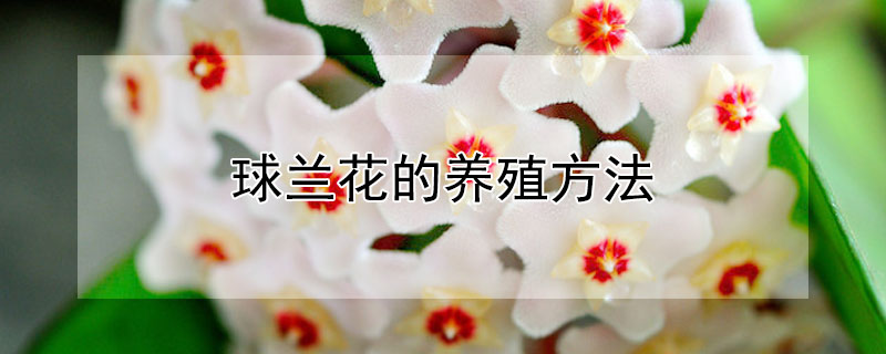 球兰花的养殖方法 心叶球兰花的养殖方法