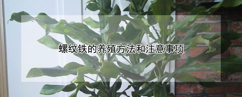 螺纹铁的养殖方法和注意事项 螺纹铁的养殖方法和注意事项视频讲解