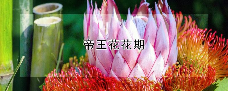帝王花花期（帝王花几年开花）