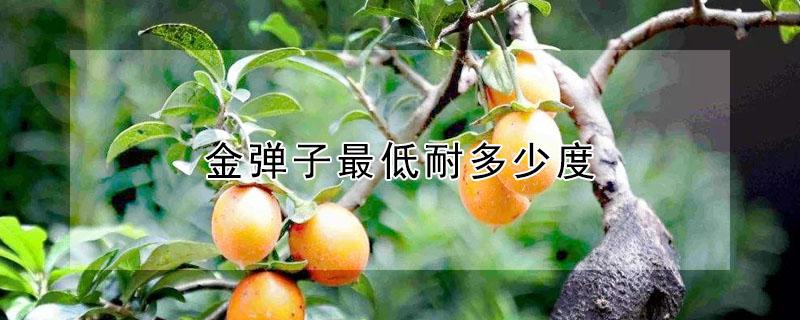 金弹子最低耐多少度 金弹子最低耐多少度低温