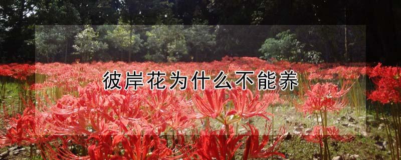 彼岸花为什么不能养（彼岸花为什么不能养家里）