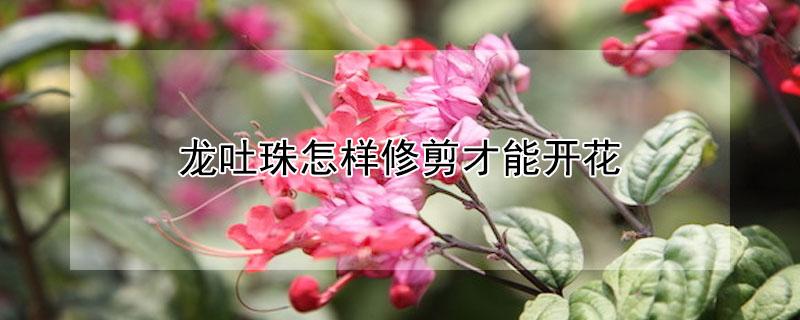 龙吐珠怎样修剪才能开花（龙吐珠怎样修剪开花多又好看）