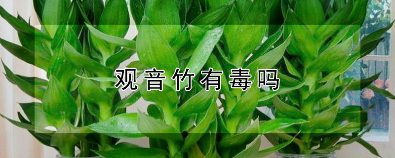 观音竹有毒吗（观音竹有毒吗?孕妇可以养吗）
