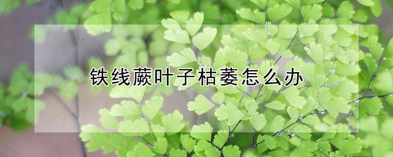 铁线蕨叶子枯萎怎么办（铁线蕨施什么肥料比较好）