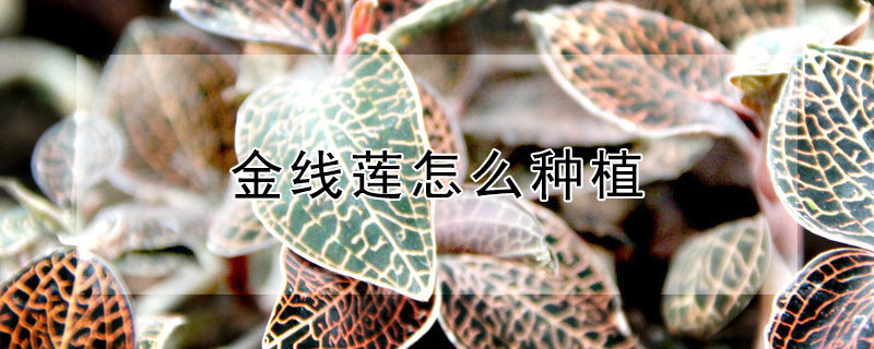 金线莲怎么种植 金线莲怎么种植视频