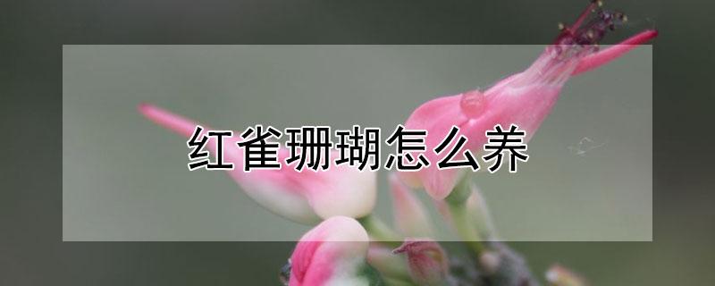 红雀珊瑚怎么养 红雀珊瑚怎么养开花