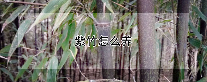 紫竹怎么养（紫竹怎么养才能更旺盛）