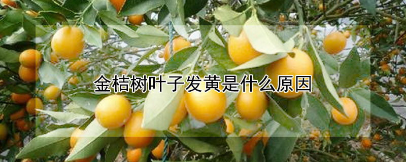 金桔树叶子发黄是什么原因 金桔树叶子发黄是什么原因请教一下