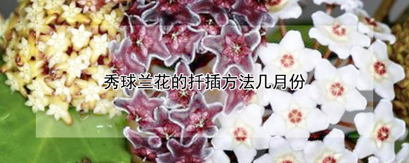 秀球兰花的扦插方法几月份 秀球兰花的扦插方法几月份开花