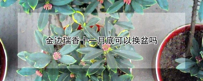 金边瑞香十一月底可以换盆吗（金边瑞香十一月底可以换盆吗视频）