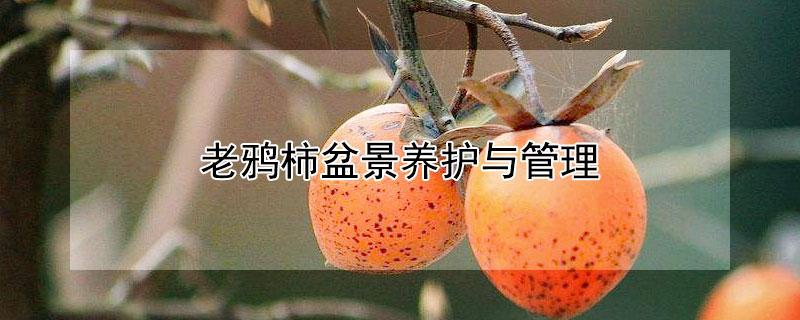 老鸦柿盆景养护与管理 老鸦柿盆景养护与管理方法
