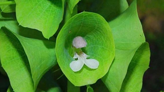 贝壳花怎么养 贝壳花好养吗