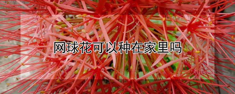 网球花可以种在家里吗（网球花怎么种植）
