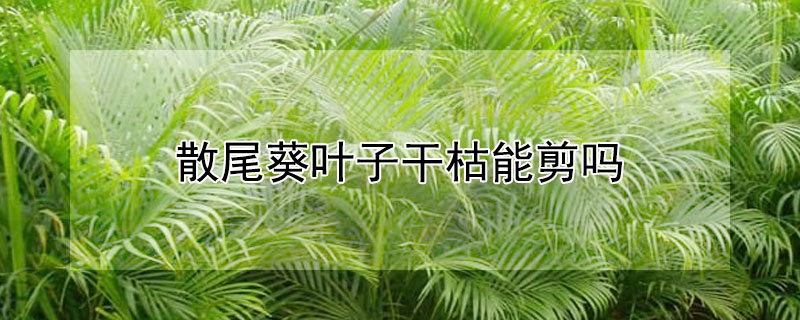 散尾葵叶子干枯能剪吗（散尾葵叶子干枯能剪吗图片）