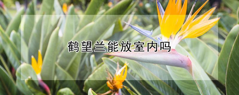 鹤望兰能放室内吗 鹤望兰放卧室可以吗