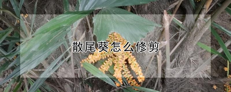 散尾葵怎么修剪（散尾葵怎么修剪好看）