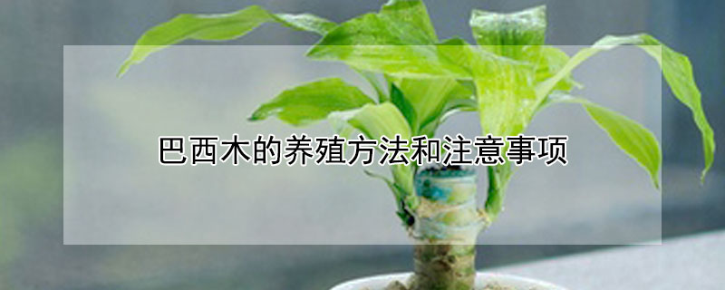 巴西木的养殖方法和注意事项 幸运木巴西木的养殖方法和注意事项