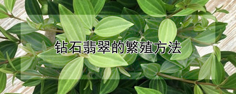 钻石翡翠的繁殖方法 钻石翡翠如何繁殖