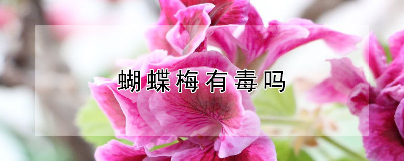 蝴蝶梅有毒吗 蝴蝶梅有毒吗 能在家里养吗