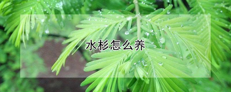 水杉怎么养 水杉怎么养家庭养法