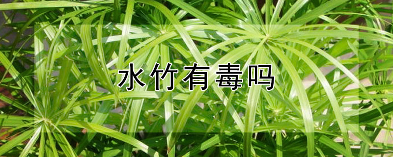 水竹有毒吗 水竹有毒吗插在家里可以吗