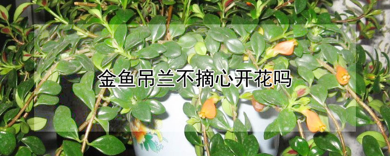 金鱼吊兰不摘心开花吗 金鱼吊兰怎么不开花只长叶子
