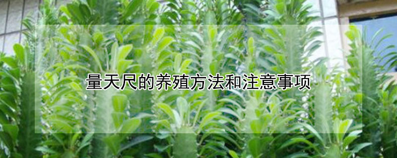 量天尺的养殖方法和注意事项（量天尺的养殖方法和注意事项视频）