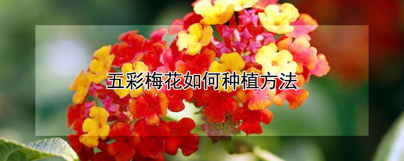 五彩梅花如何种植方法 五彩梅花的养殖方法