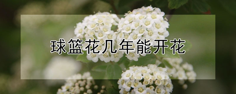 球篮花几年能开花 球篮花怎么养