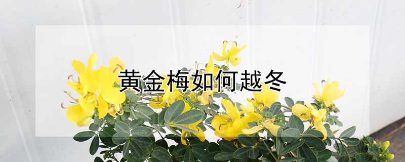 黄金梅如何越冬（黄金梅怎么过冬天）