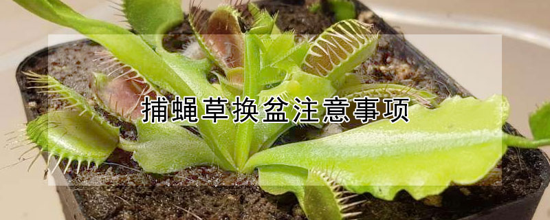 捕蝇草换盆注意事项（捕蝇草换盆注意事项和方法）