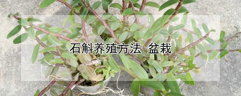 石斛养殖方法（石斛养殖方法 懒人）