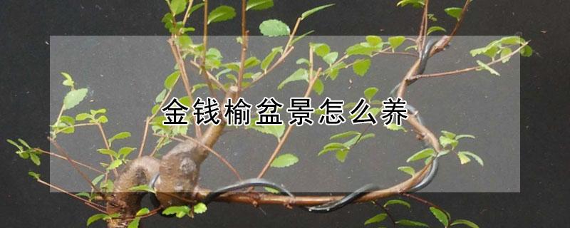 金钱榆盆景怎么养（金钱榆盆景怎么养老庄）