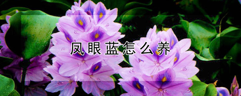 凤眼蓝怎么养 凤眼蓝怎么养殖