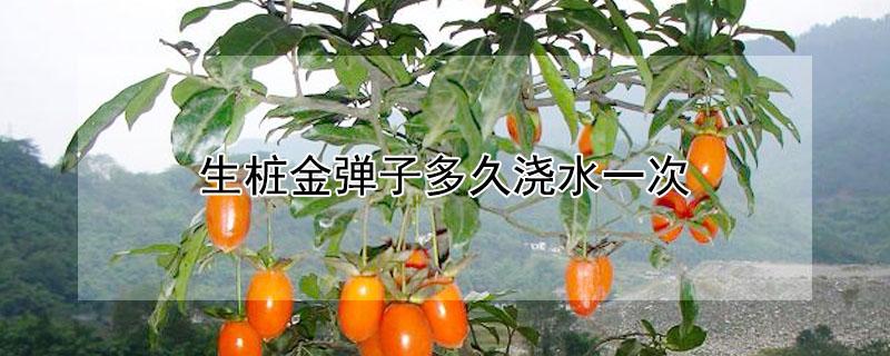 生桩金弹子多久浇水一次（生桩金弹子多长时间生根）