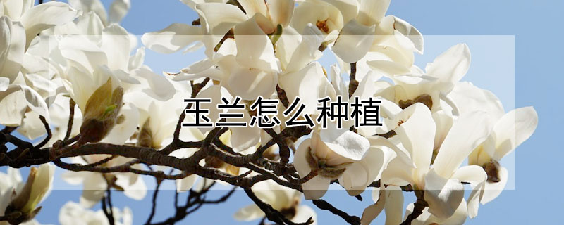 玉兰怎么种植 玉兰花的种植方法以及注意事项