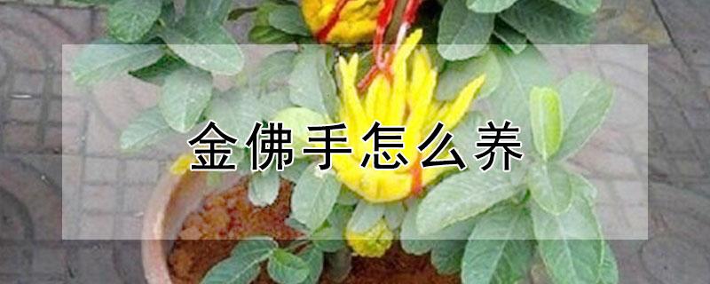 金佛手怎么养（金佛手的养殖方法和注意事项）