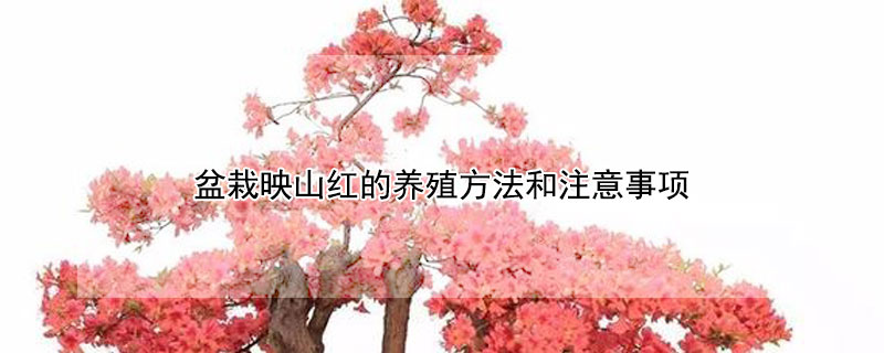 盆栽映山红的养殖方法和注意事项 映山红如何修剪视频