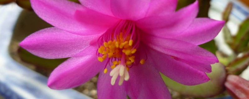 落花之舞怎么养 落花之舞怎么养护